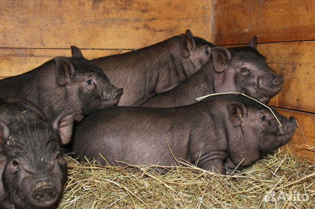 Вислобрюхие Вьетнамские свиньи купить на Зозу.ру - фотография № 1