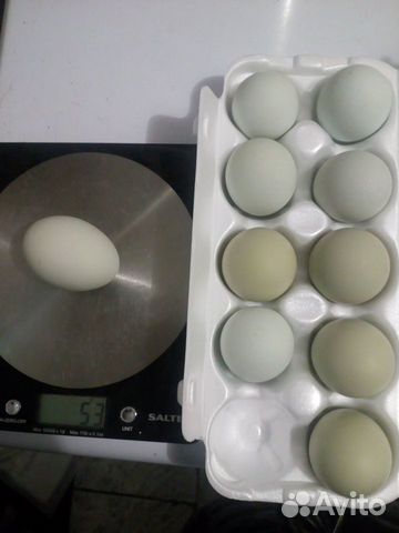 Инкубационное яйцо амераукана купить на Зозу.ру - фотография № 2