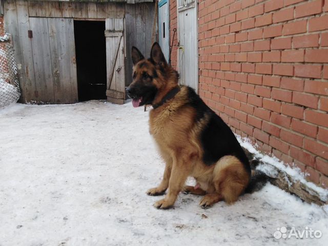 Собака немецкая овчарка купить на Зозу.ру - фотография № 4