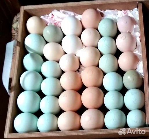 Инкубационное яйцо, цыплята марана черно-медного купить на Зозу.ру - фотография № 3