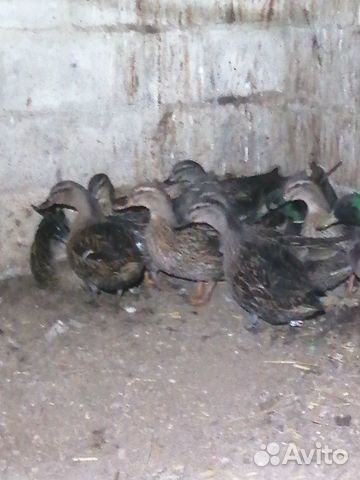 Подсадные утки(тульские) купить на Зозу.ру - фотография № 2