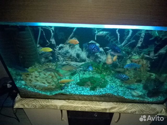 Рыбки моловиские цихлиды Аквариум купить на Зозу.ру - фотография № 2