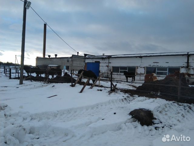 Лошадки купить на Зозу.ру - фотография № 3