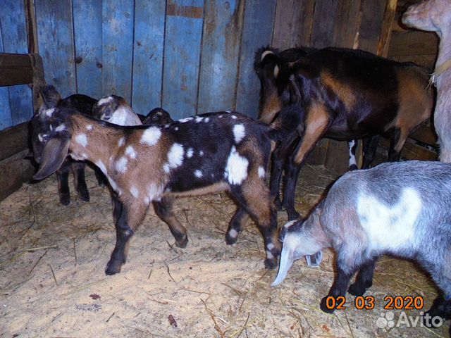 Нубийские козы купить на Зозу.ру - фотография № 6