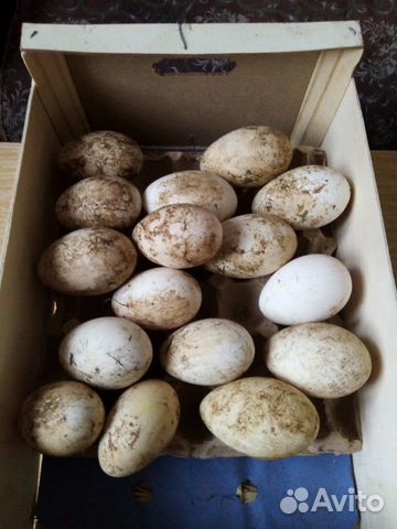 Яйца гусиные для вывода купить на Зозу.ру - фотография № 2