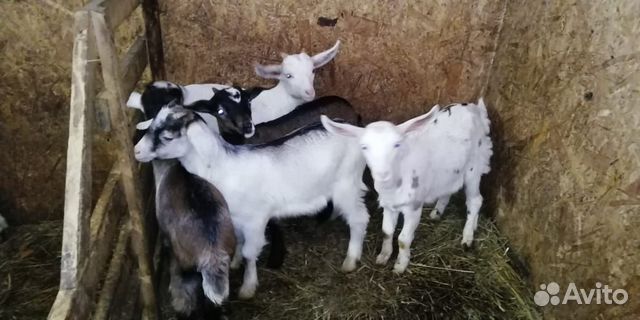 Нубийско-заанинские козы купить на Зозу.ру - фотография № 6