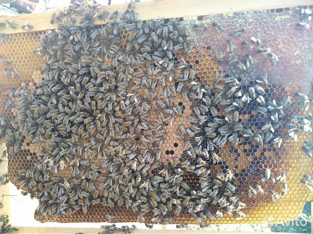 Продаются пчелы купить на Зозу.ру - фотография № 2