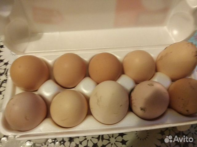 Яйца инкубационные от породистых кур.Брама, Вельзу купить на Зозу.ру - фотография № 1