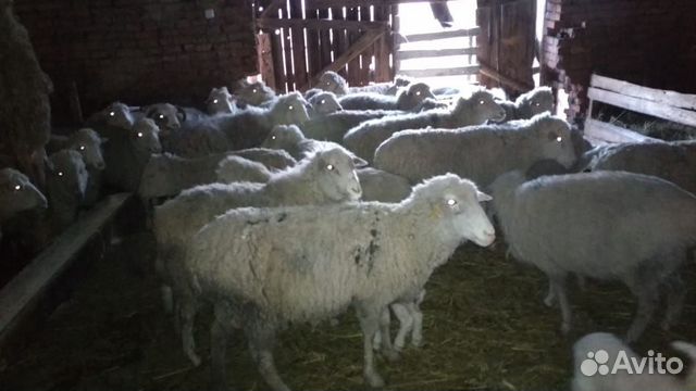 Овцы с ягнятами купить на Зозу.ру - фотография № 7