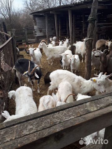 Продаю коз и козлят купить на Зозу.ру - фотография № 3