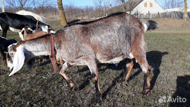 Англо-нубийские козы купить на Зозу.ру - фотография № 4