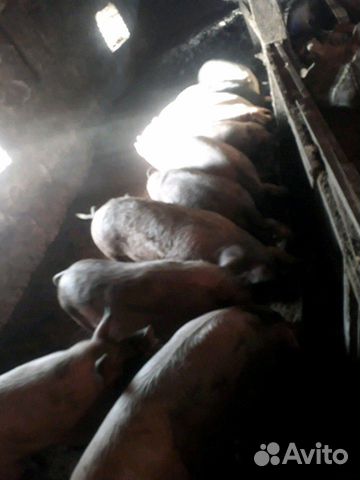 Мясо свойское свинины, поросята на развод купить на Зозу.ру - фотография № 2