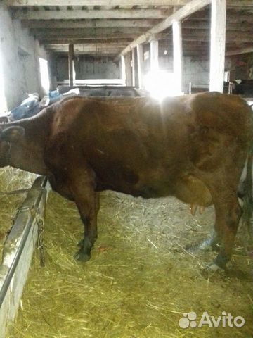 Высокоудойные коровы с молоком,мясников прошу не б купить на Зозу.ру - фотография № 2