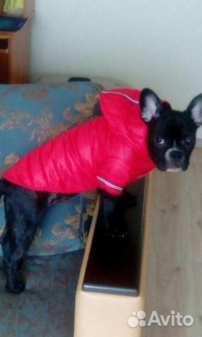 Курточка для собаки купить на Зозу.ру - фотография № 4