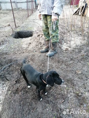 Охотничья собачка «Бигль» купить на Зозу.ру - фотография № 7
