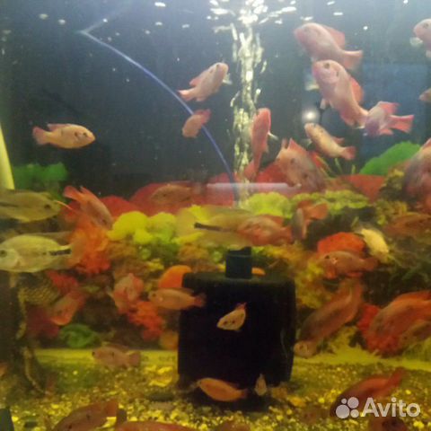 Рыбки акварюмы папугаи купить на Зозу.ру - фотография № 3