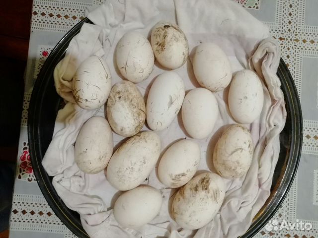Гусиные инкубационное яйцо купить на Зозу.ру - фотография № 5