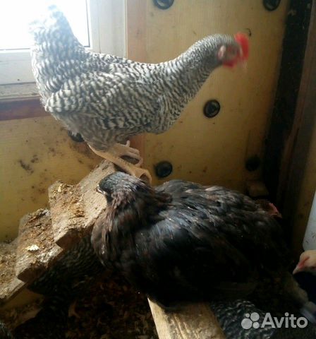 Цыплята 3,5месяца купить на Зозу.ру - фотография № 1