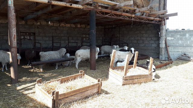Продам откормленых овец купить на Зозу.ру - фотография № 3