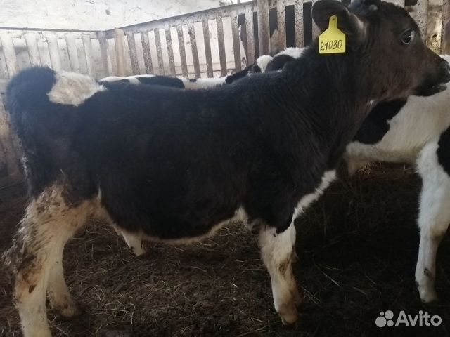 Коровы, телята купить на Зозу.ру - фотография № 1