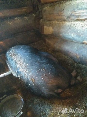 Продам 3 вьетнамских супоросных свиньи и хряка купить на Зозу.ру - фотография № 2