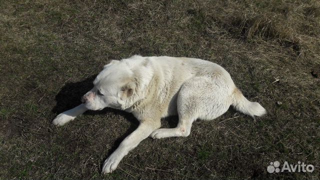 Сторожевая собака "Алабай" купить на Зозу.ру - фотография № 1
