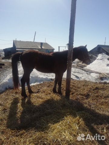 Лошадь Жеребец 3 года спокойно. (рос 160) обмен на купить на Зозу.ру - фотография № 4