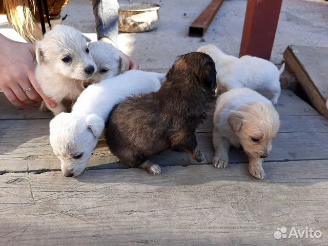 Маленькие щенки купить на Зозу.ру - фотография № 4