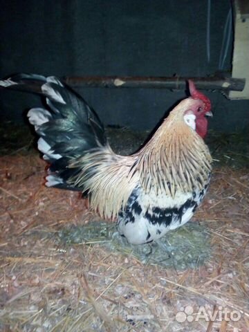 Инкубационное яйцо и молодняк кур, уток и павлинов