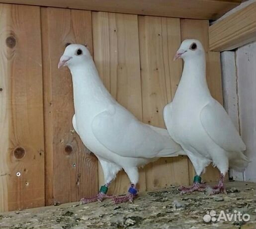 Голуби спортивные