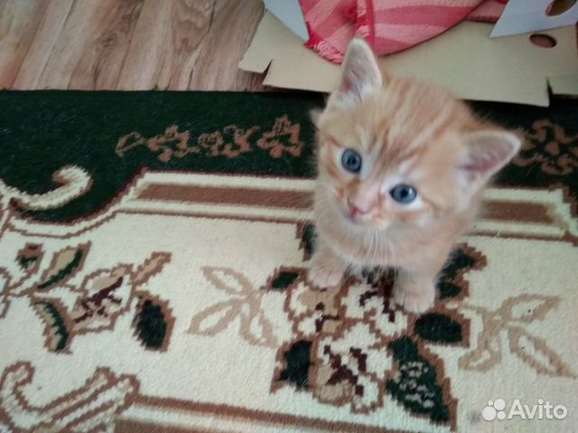 Котёнок рыжая кошечка 1,5 месяца купить на Зозу.ру - фотография № 6
