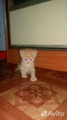 Котята