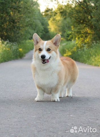 Кобель вельш корги пемброк для вязки