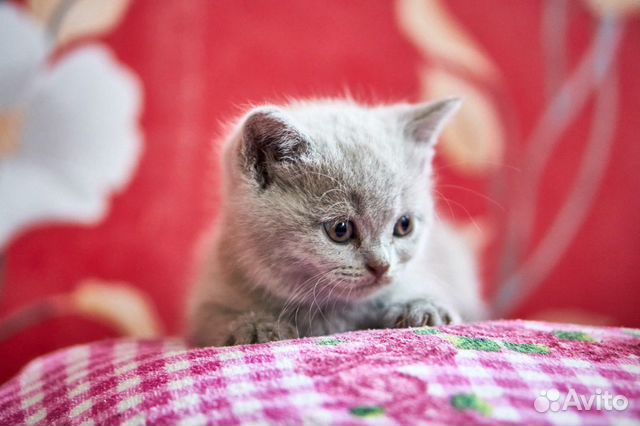 Котята скотиш страйт, шотландской породы