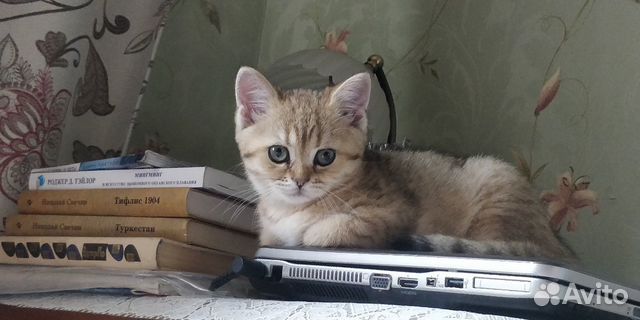 Чёрное золото Чёрное золото