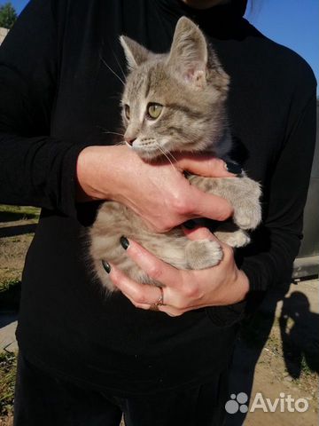 Помогите пожалуйста найти котёнку дом купить на Зозу.ру - фотография № 3