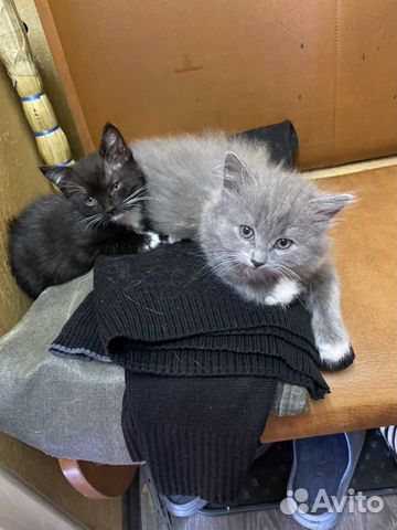 Котята девочки Котята девочки