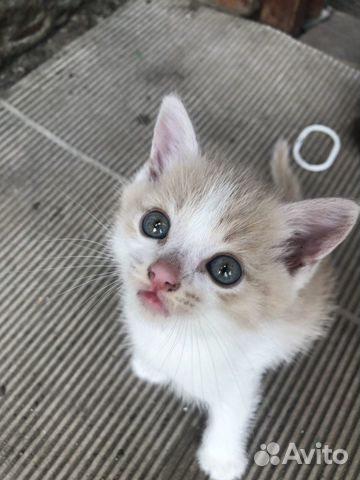 Котята бесплатно
