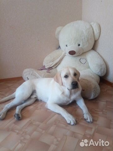 Передержка вашего любимца, догситтер