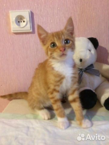 Рыжий котенок-девочка 2 мес. в добрые руки