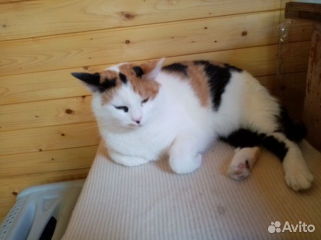 Кошечка в добрые руки Кошечка в добрые руки