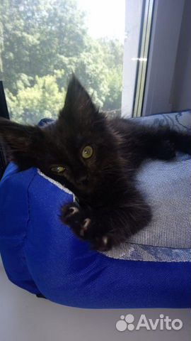 Кошечка Кошечка