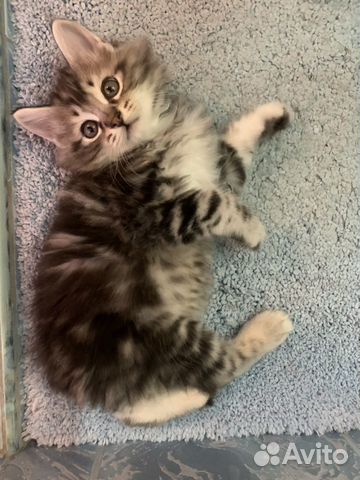 Котёнок Курильский бобтейл