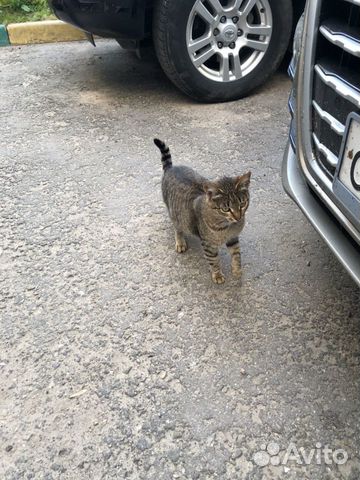 Молодая стерилизованная кошка Молодая стерилизованная кошка