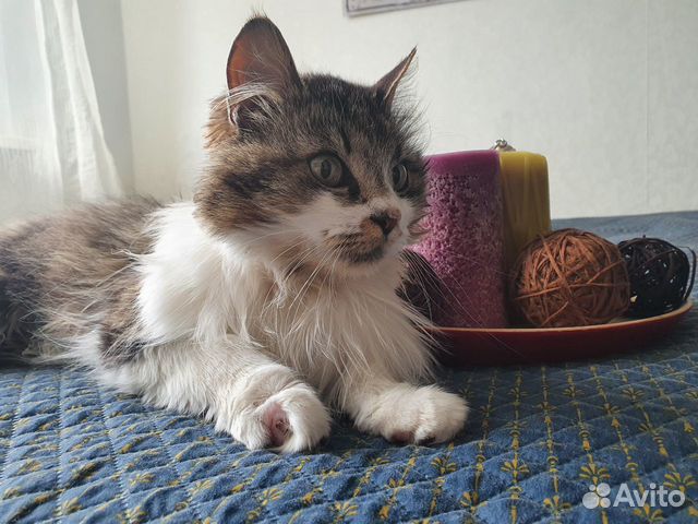 Кошечка ищет дом Кошечка ищет дом