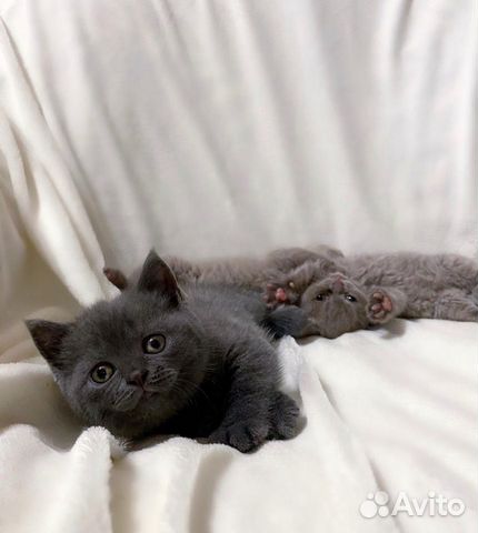 Британская кошка Британская кошка