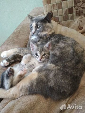 Отдам в добрые руки котёнка