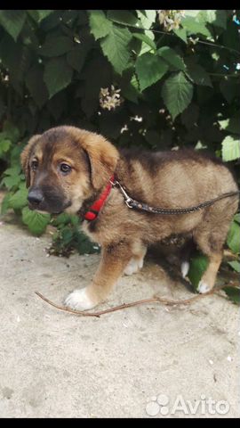 Щенок, мальчик