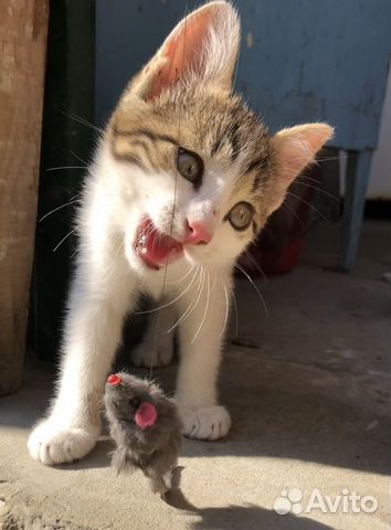 Котёнок девочка 2 месяца в хорошие руки