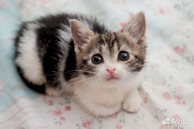 Котенок девочка 1.5 мес Котенок девочка 1.5 мес